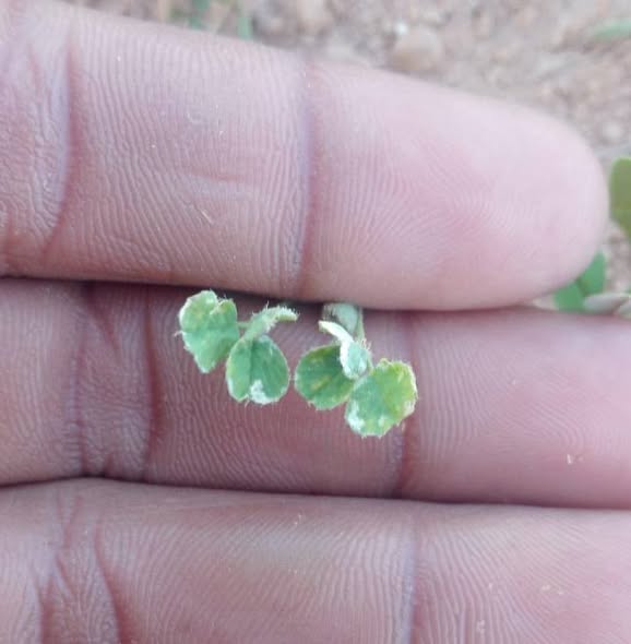 ممكن اعرف اى أعراض الإصابة دى فى البرسيم الحجازي